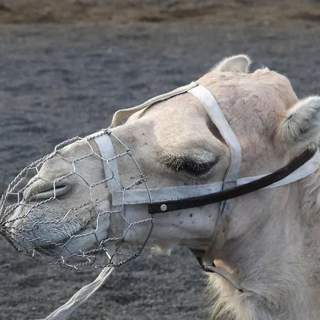 Roque Del Lanzarote Disconnection Near Of The Sea Διαμέρισμα