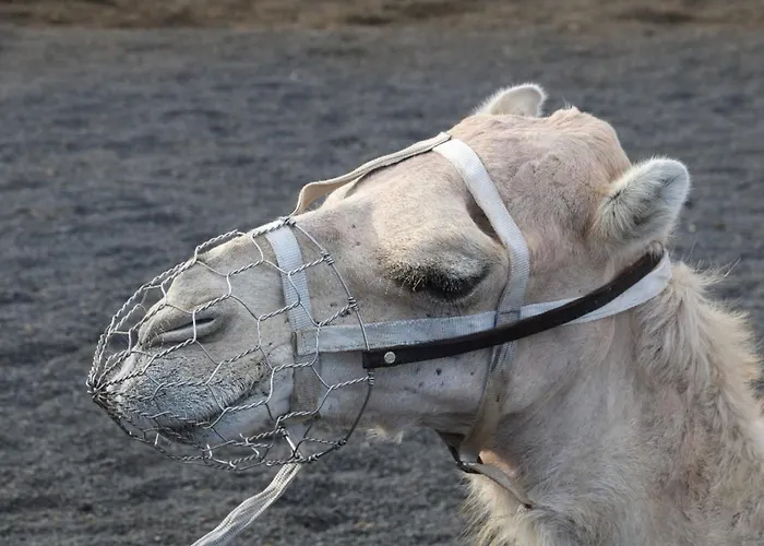 Roque Del Lanzarote Disconnection Near Of The Sea 公寓